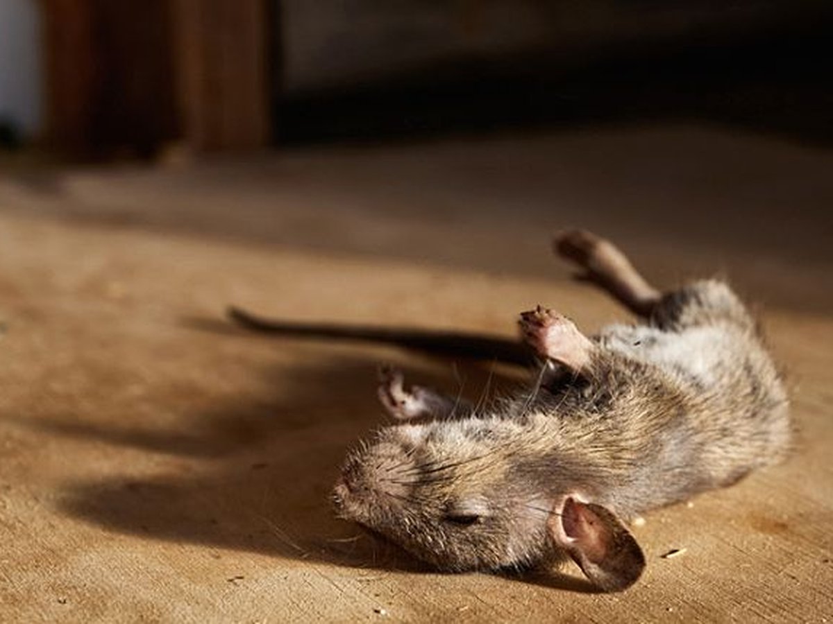 Technician locating a dead rodent odor source in a wall void in Memphis, TN