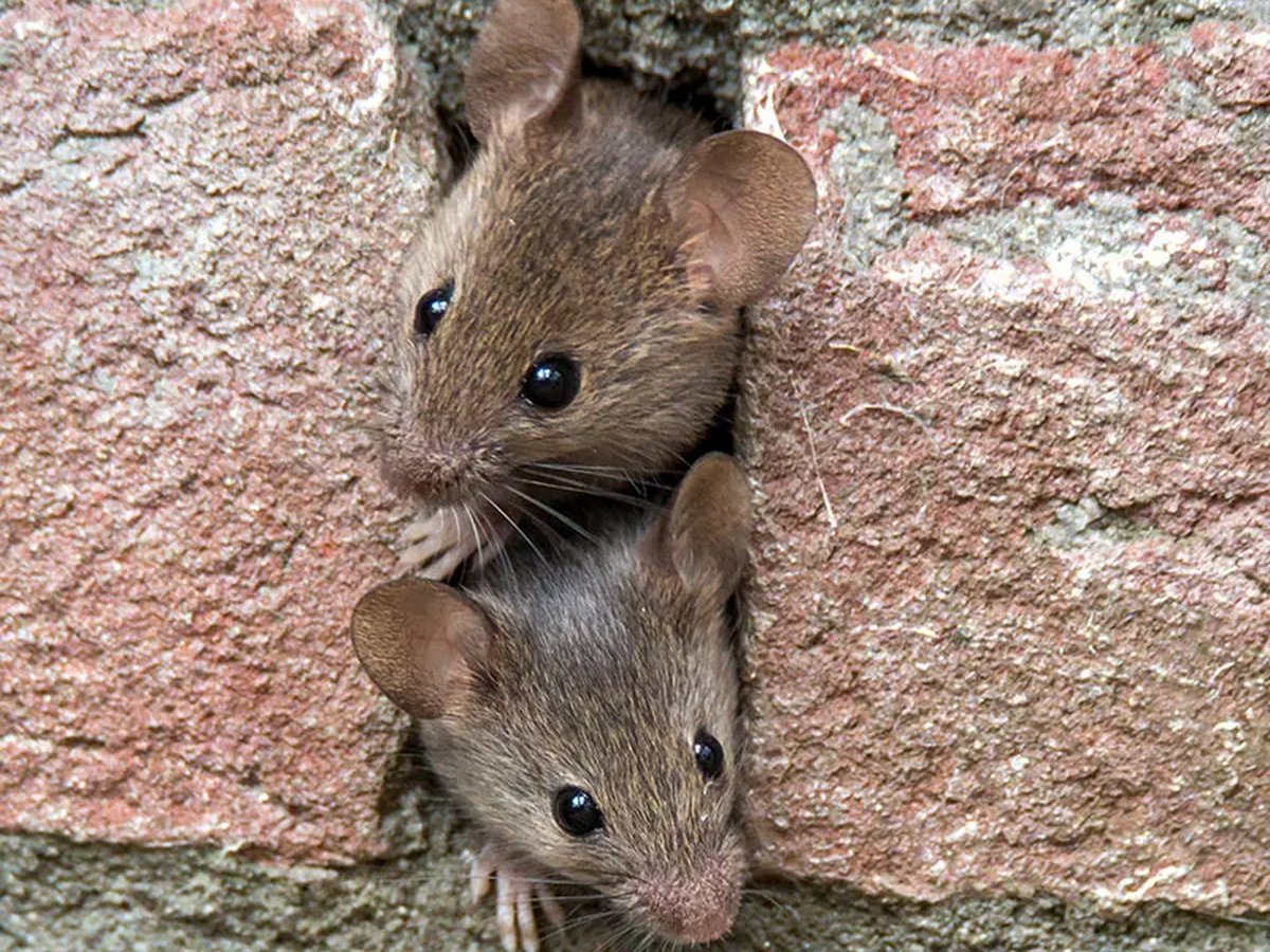 House mouse near a kitchen baseboard gap in a Memphis, TN home