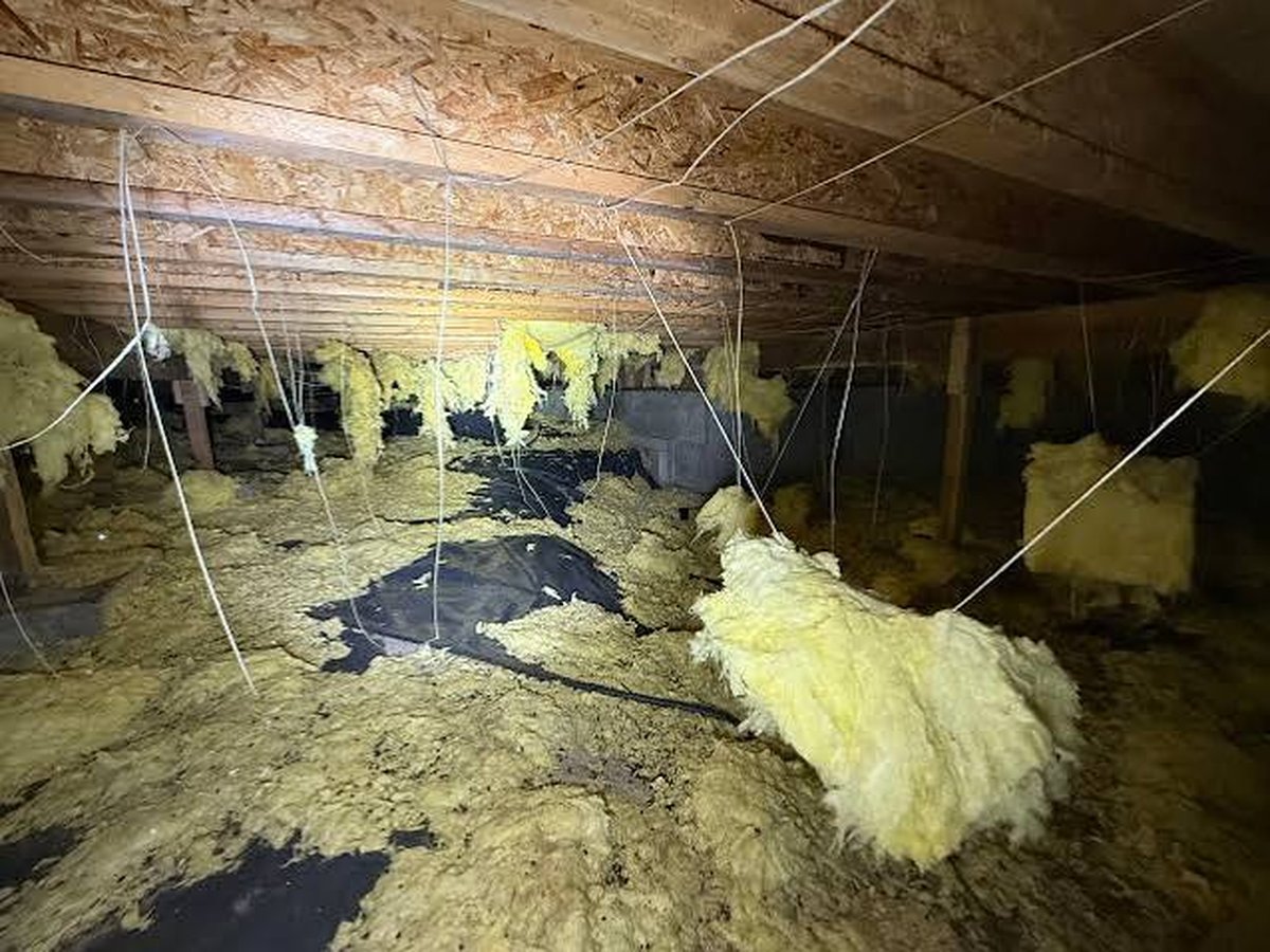 Technician inspecting attic insulation for rodent damage in a Memphis, TN home