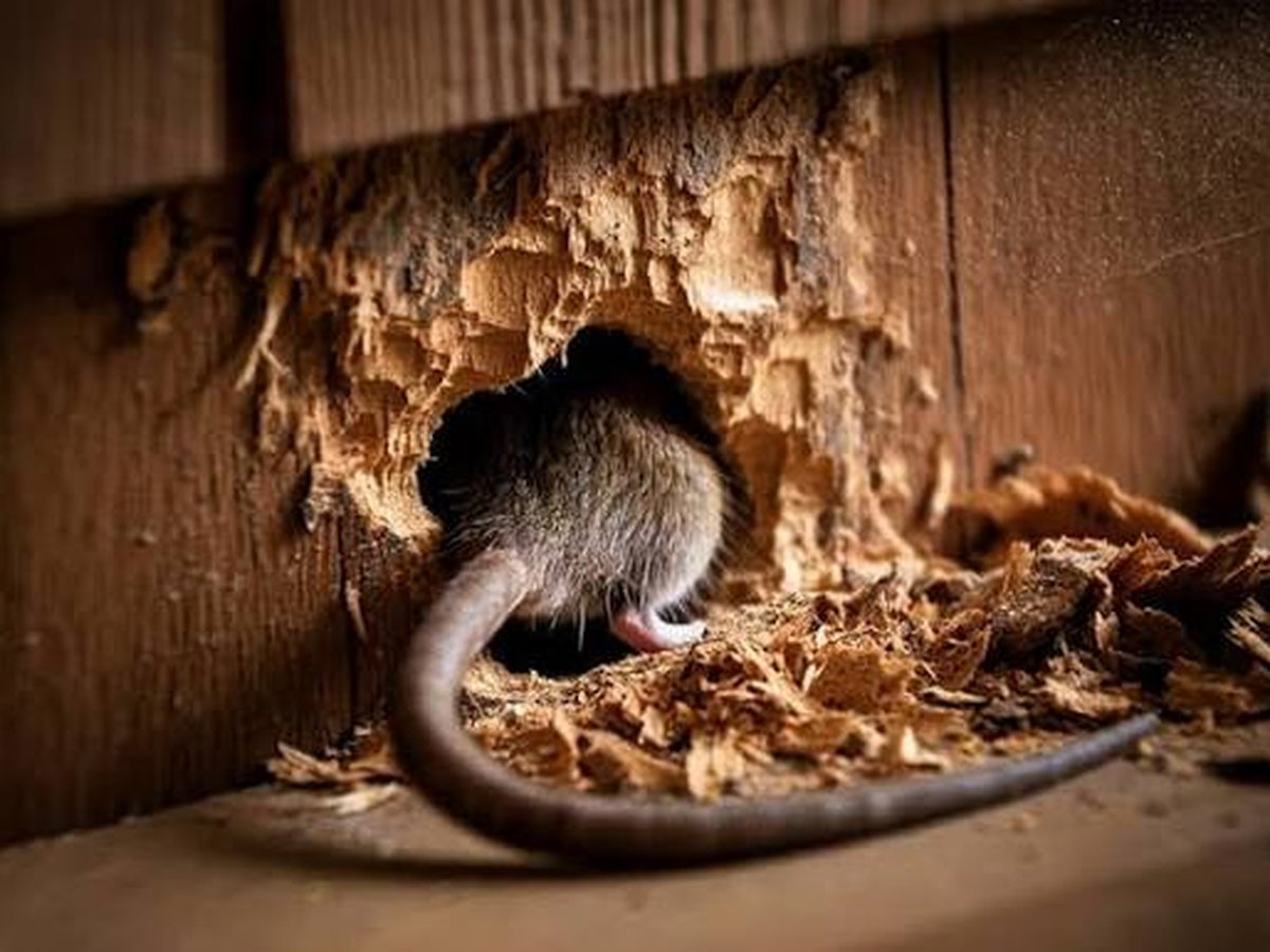 Preventive rodent-proofing inspection of a home's foundation in Memphis, TN